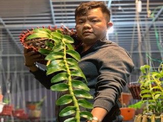 Anh Nguyễn Đăng Ghin với thú chơi hoa lan tao nhã và tinh tế